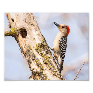 Vrouw Red-bellied Woodpecker Fotografie Print Foto Afdruk