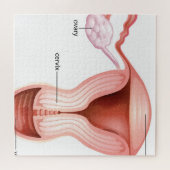 Vrouw-reductiesysteem Legpuzzel (Horizontaal)