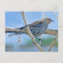 Vrouw Redwing Blackbird Briefkaart