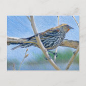 Vrouw Redwing Blackbird Briefkaart (Voorkant)