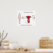 Vrouw Reproductiesysteem geëtiketteerd Poster (Keuken)