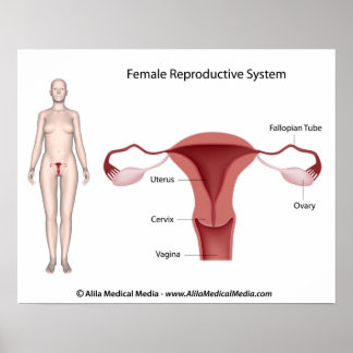 Vrouw Reproductiesysteem geëtiketteerd Poster