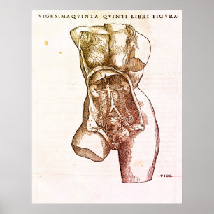 Vrouw Reproductive System Medical Illustratie Poster