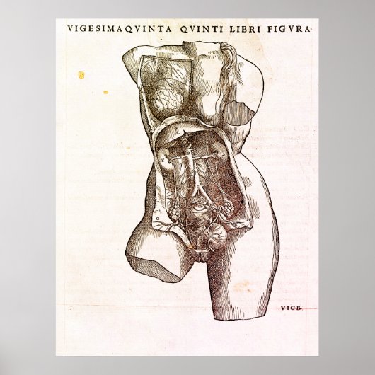 Vrouw Reproductive System Medical Illustratie Poster (Voorkant)