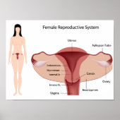 Vrouw Reproductive System Poster (Voorkant)
