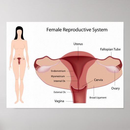 Vrouw Reproductive System Poster (Voorkant)