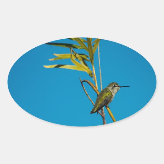 Vrouw robijn-keelkolibrie aan de boom ovale sticker (Voorkant)
