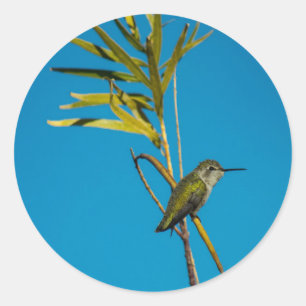 Vrouw robijn-keelkolibrie aan de boom ronde sticker