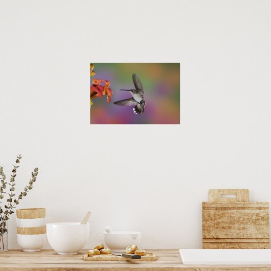 Vrouw Ruby Throated Hummingbird in flight, 2 Poster (Keuken)
