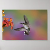 Vrouw Ruby Throated Hummingbird in flight, 2 Poster (Voorkant)