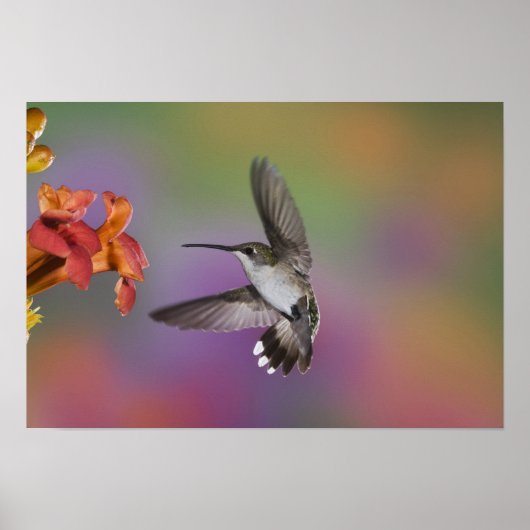 Vrouw Ruby Throated Hummingbird in flight, 2 Poster (Voorkant)