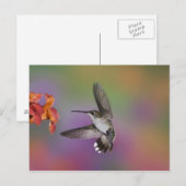 Vrouw Ruby Throated Hummingbird tijdens de vlucht Briefkaart (Voorkant / Achterkant)