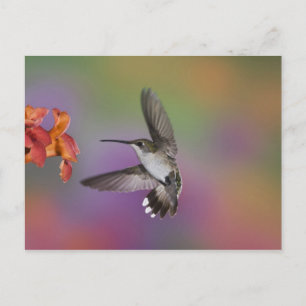 Vrouw Ruby Throated Hummingbird tijdens de vlucht Briefkaart