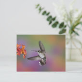 Vrouw Ruby Throated Hummingbird tijdens de vlucht Briefkaart (Staand voorkant)
