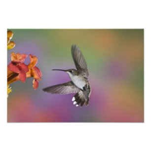 Vrouw Ruby Throated Hummingbird tijdens de vlucht Foto Afdruk