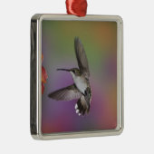 Vrouw Ruby Throated Hummingbird tijdens de vlucht Metalen Ornament (Rechts)