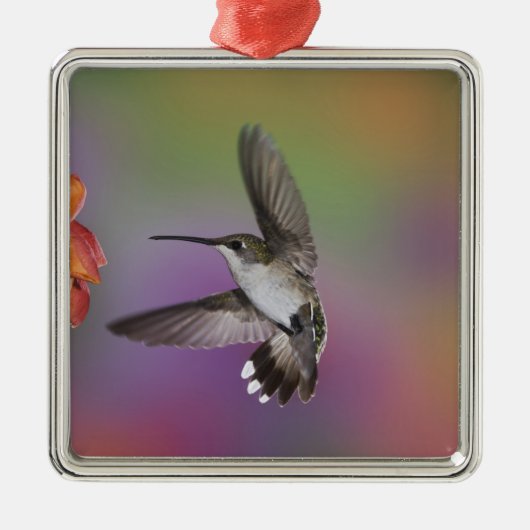 Vrouw Ruby Throated Hummingbird tijdens de vlucht Metalen Ornament (Voorkant)
