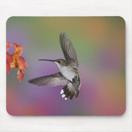 Vrouw Ruby Throated Hummingbird tijdens de vlucht Muismat (Voorkant)