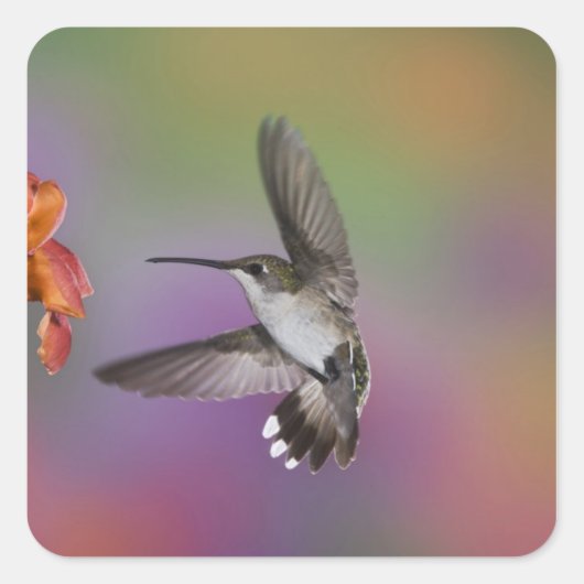 Vrouw Ruby Throated Hummingbird tijdens de vlucht Vierkante Sticker (Voorkant)
