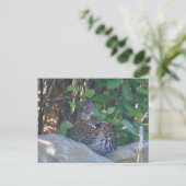 Vrouw Ruffed Grouse Briefkaart (Staand voorkant)