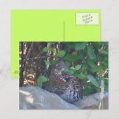 Vrouw Ruffed Grouse Briefkaart (Voorkant / Achterkant)