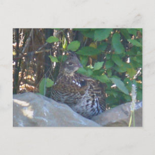 Vrouw Ruffed Grouse Briefkaart