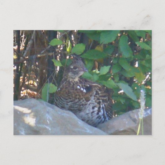 Vrouw Ruffed Grouse Briefkaart (Voorkant)