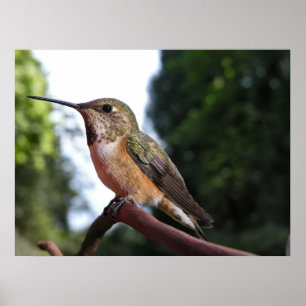 Vrouw Rufous Hummingbird - Fine Art Prints