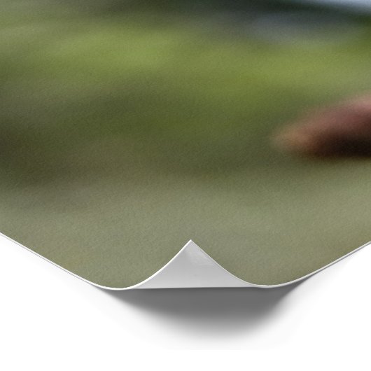 Vrouw Rufous Hummingbird - Fine Art Prints (Hoek)