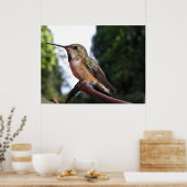 Vrouw Rufous Hummingbird - Fine Art Prints (Keuken)
