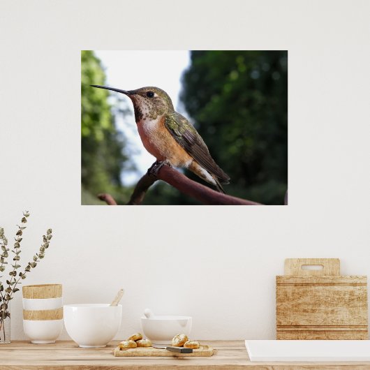 Vrouw Rufous Hummingbird - Fine Art Prints (Keuken)