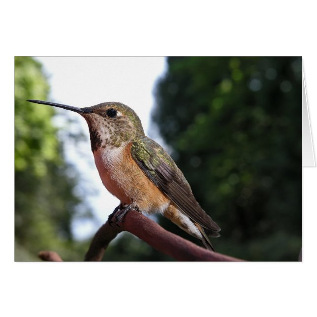 Vrouw Rufous Hummingbird - Kaarten (Voorkant Horizontaal)