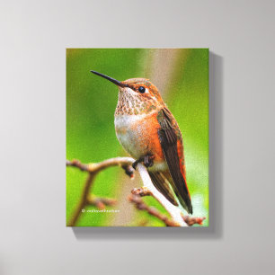 Vrouw Rufous Hummingbird on the Plum Tree Canvas Afdruk