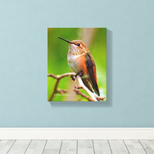 Vrouw Rufous Hummingbird on the Plum Tree Canvas Afdruk (Insitu (Houten vloer))