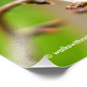 Vrouw Rufous Hummingbird on the Plum Tree Foto Afdruk (Hoek)