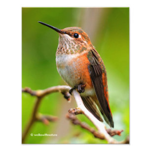 Vrouw Rufous Hummingbird on the Plum Tree Foto Afdruk