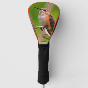 Vrouw Rufous Hummingbird on the Plum Tree Golfheadcover