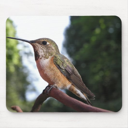 Vrouw Rufous kolibrie - Mousepad Muismat (Voorkant)