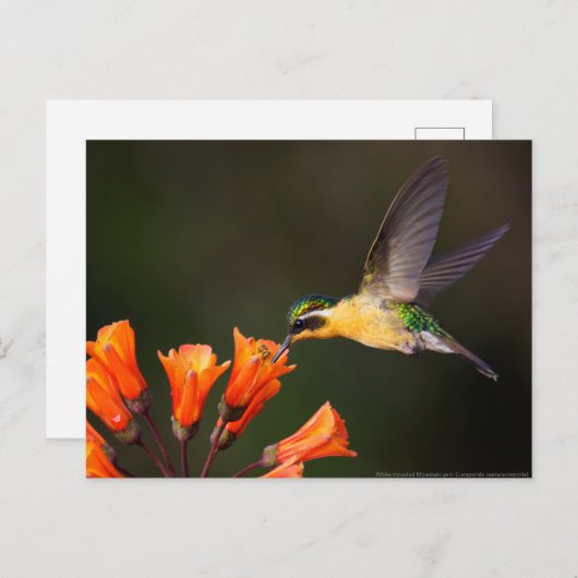 Vrouw schoonheidsvogel briefkaart (Voorkant / Achterkant)