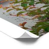 Vrouw Scissortail Flycatcher Poster (Hoek)