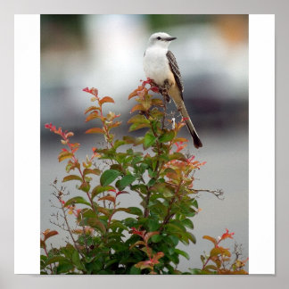 Vrouw Scissortail Flycatcher Poster