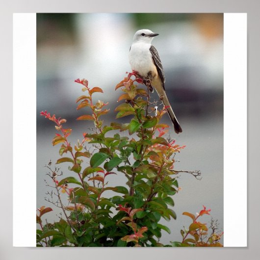 Vrouw Scissortail Flycatcher Poster (Voorkant)