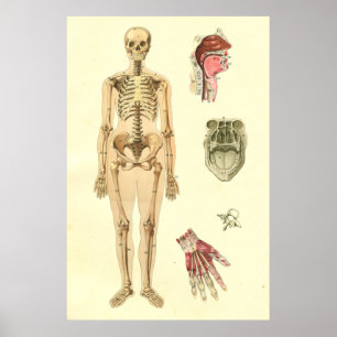 Vrouw Skeletaal Anatomie Poster