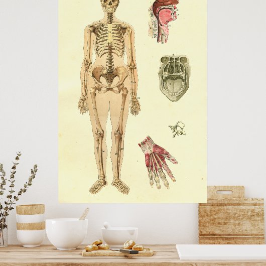 Vrouw Skeletaal Anatomie Poster (Keuken)