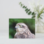 Vrouw Sparrowhawk Briefkaart (Staand voorkant)