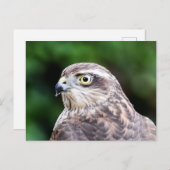 Vrouw Sparrowhawk Briefkaart (Voorkant / Achterkant)