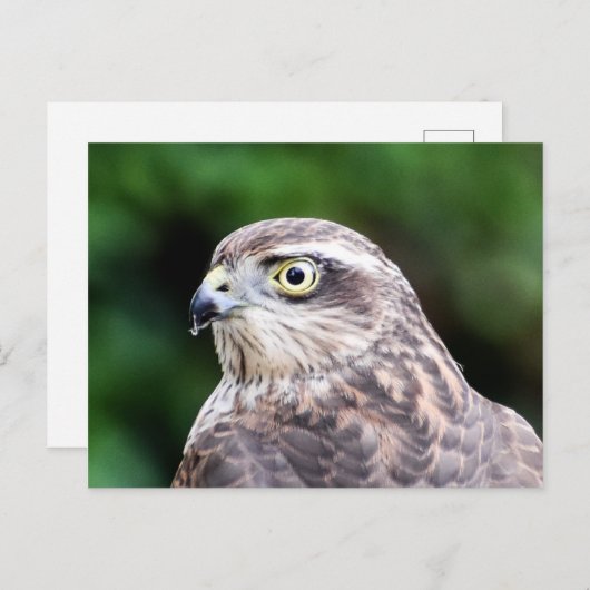 Vrouw Sparrowhawk Briefkaart (Voorkant / Achterkant)