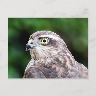 Vrouw Sparrowhawk Briefkaart