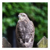 Vrouw Sparrowhawk Foto Afdruk (Voorkant)