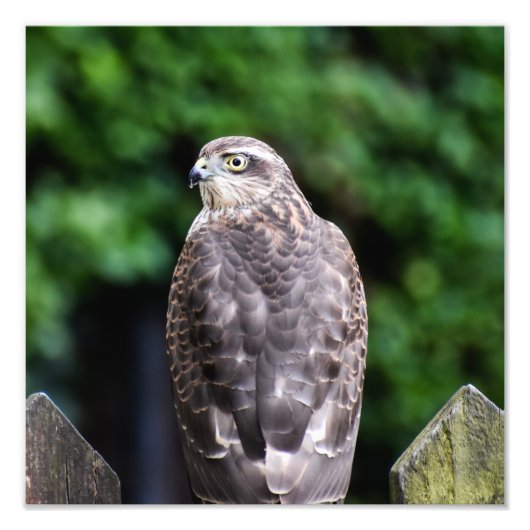 Vrouw Sparrowhawk Foto Afdruk (Voorkant)